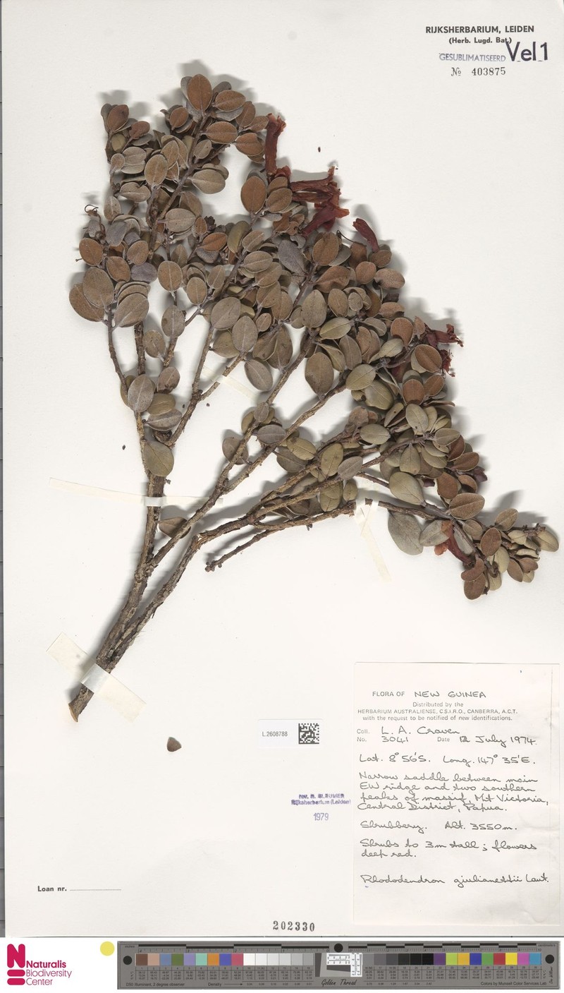 Rhododendron giulianettii