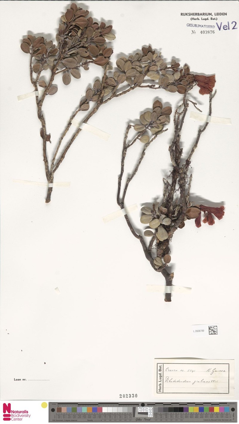 Rhododendron giulianettii photo 2