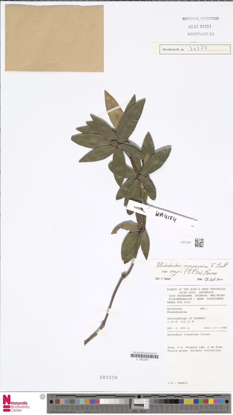 Rhododendron glabrifilum