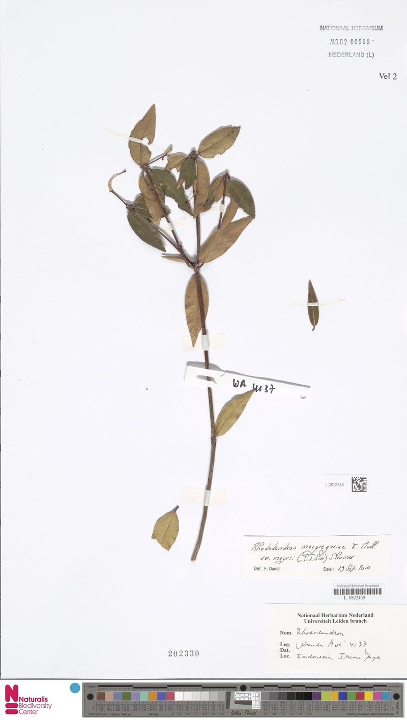 Rhododendron glabrifilum photo 2