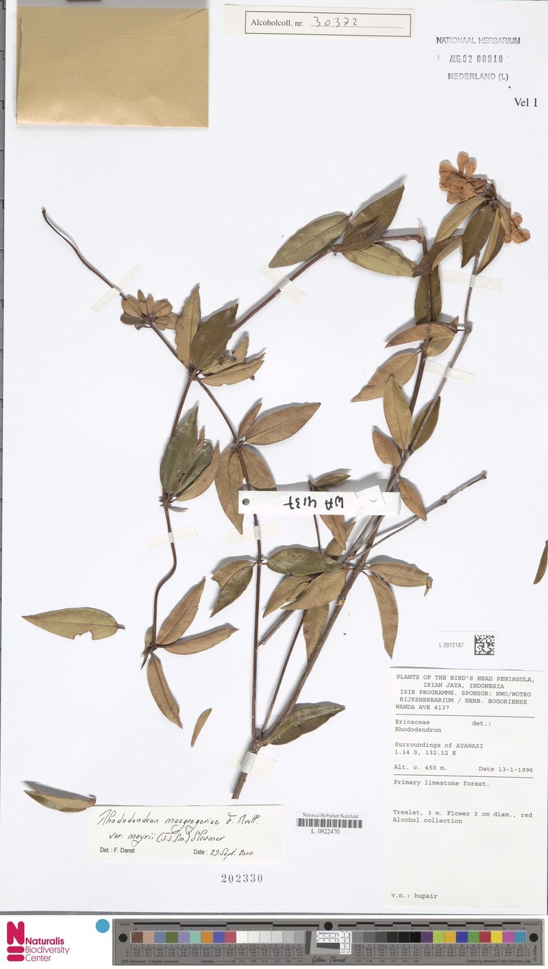 Rhododendron glabrifilum photo 3