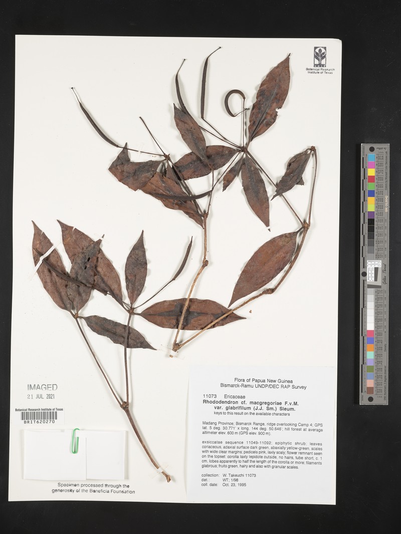 Rhododendron glabrifilum photo 4
