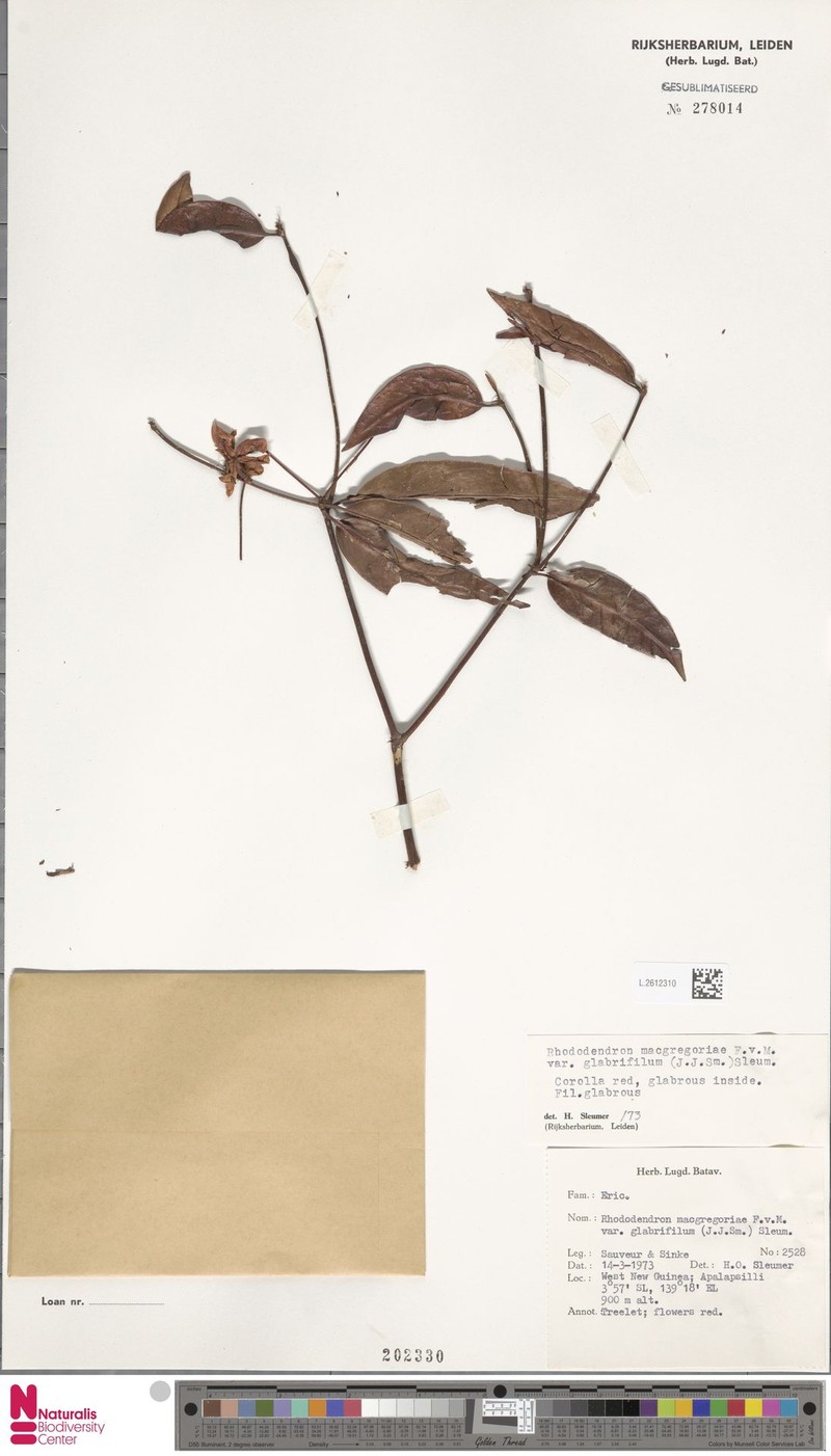 Rhododendron glabrifilum photo 6