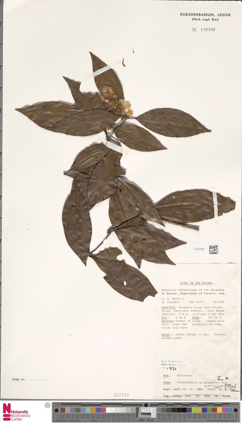 Rhododendron glabrifilum photo 7