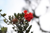 Rhododendron glabriflorum