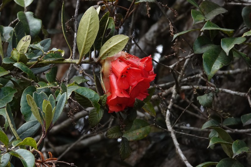 Rhododendron glabriflorum photo 3