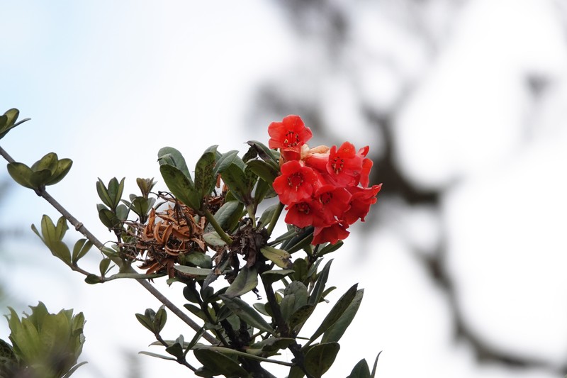 Rhododendron glabriflorum photo 4