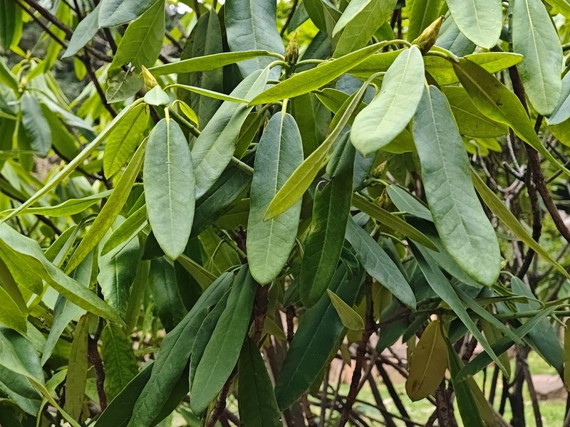 Rhododendron glanduliferum photo 2