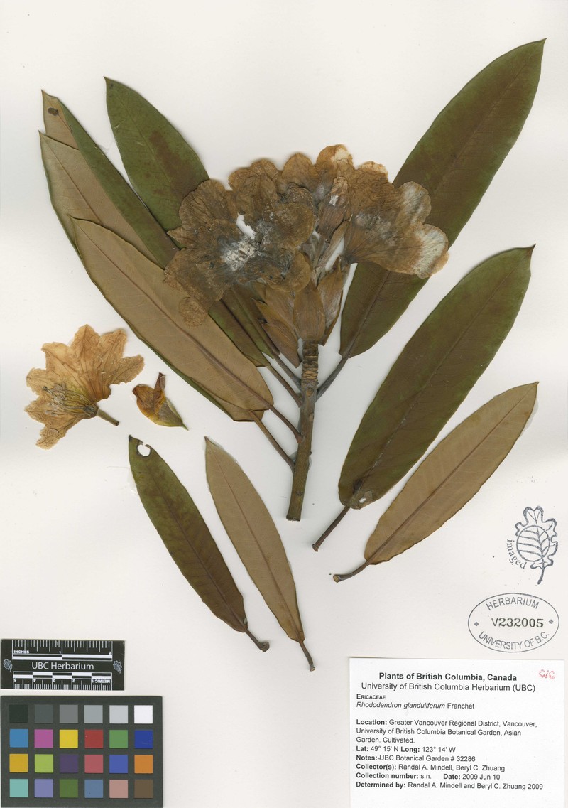 Rhododendron glanduliferum photo 3