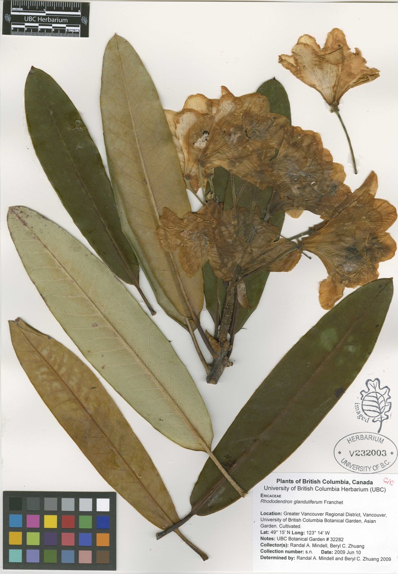 Rhododendron glanduliferum photo 4