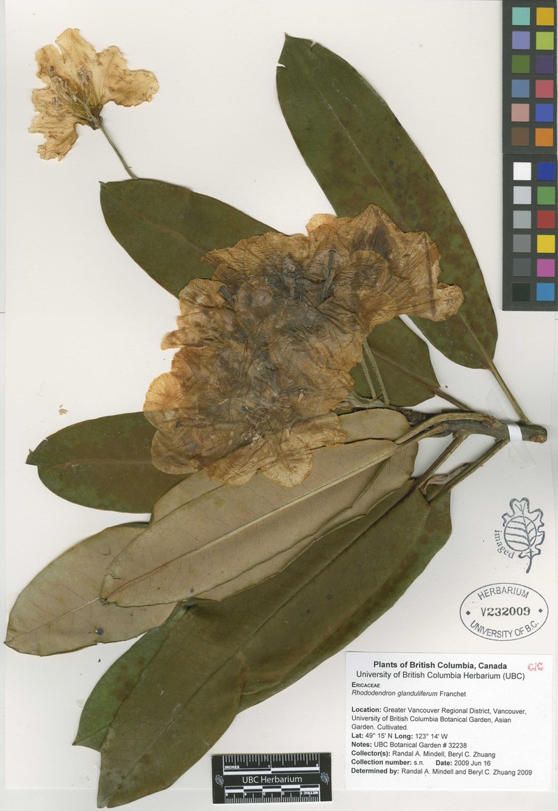 Rhododendron glanduliferum photo 5