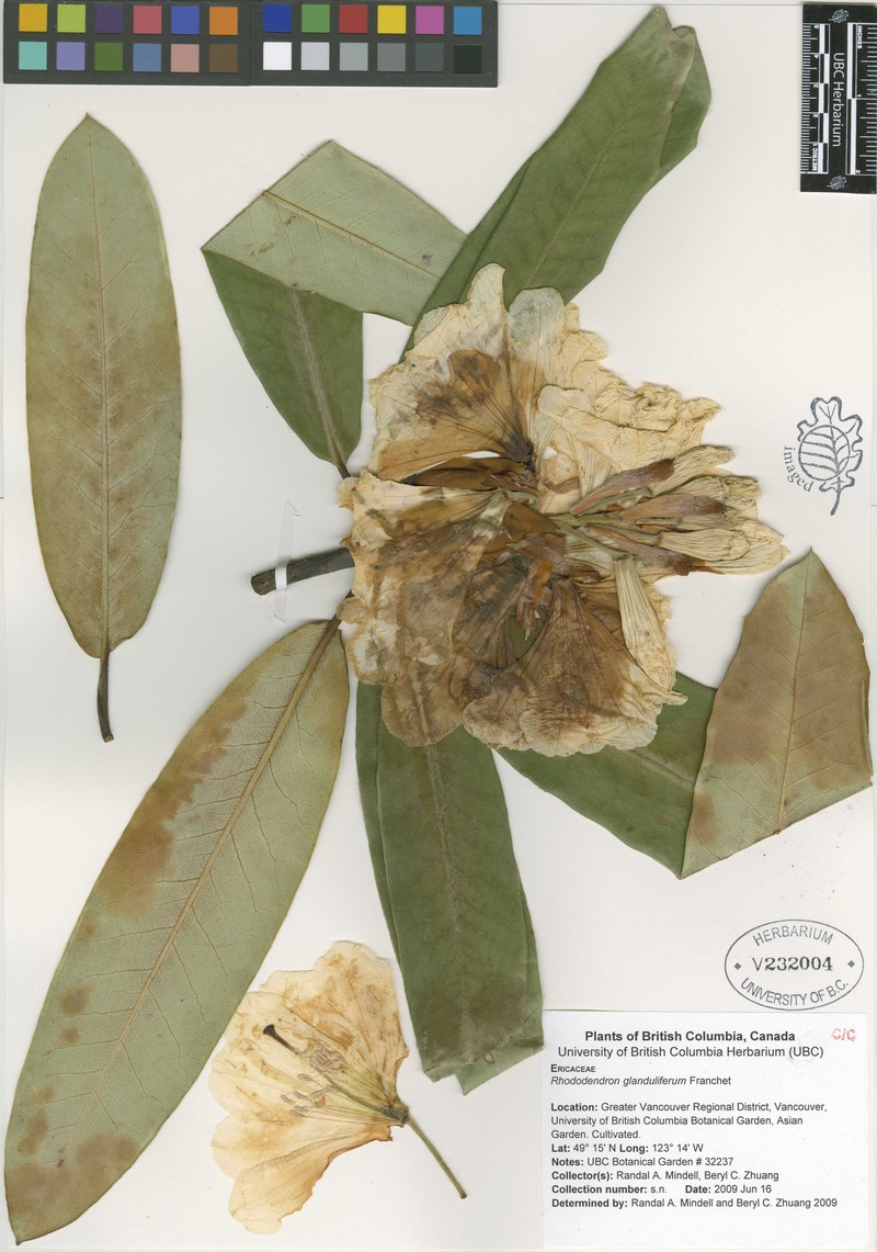 Rhododendron glanduliferum photo 6