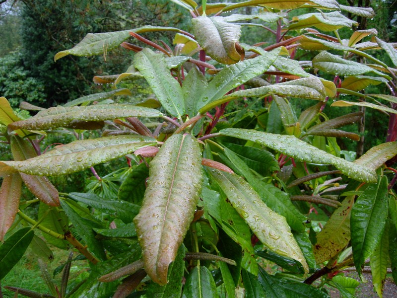 Rhododendron glanduliferum photo 7