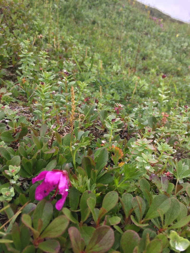 Rhododendron glandulosum
