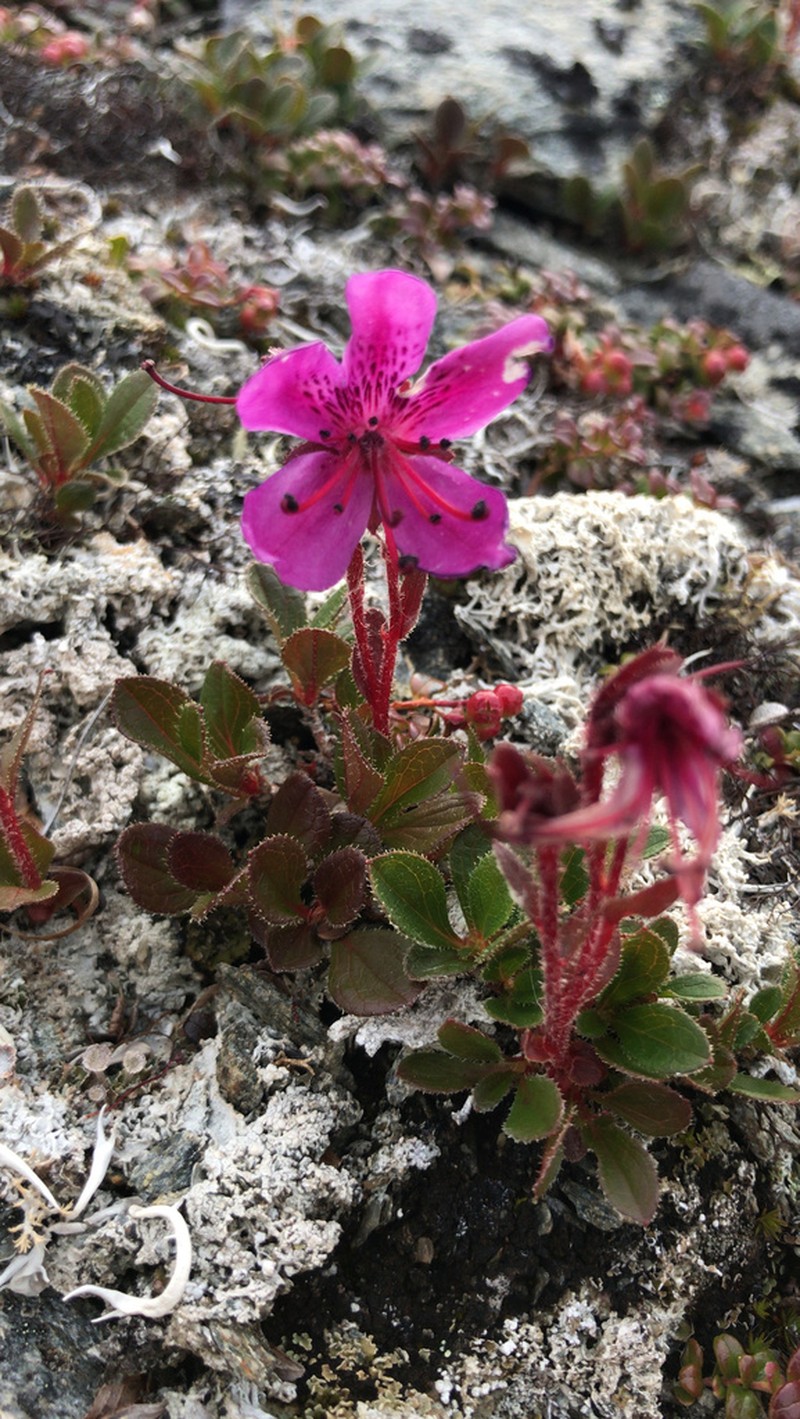 Rhododendron glandulosum photo 2