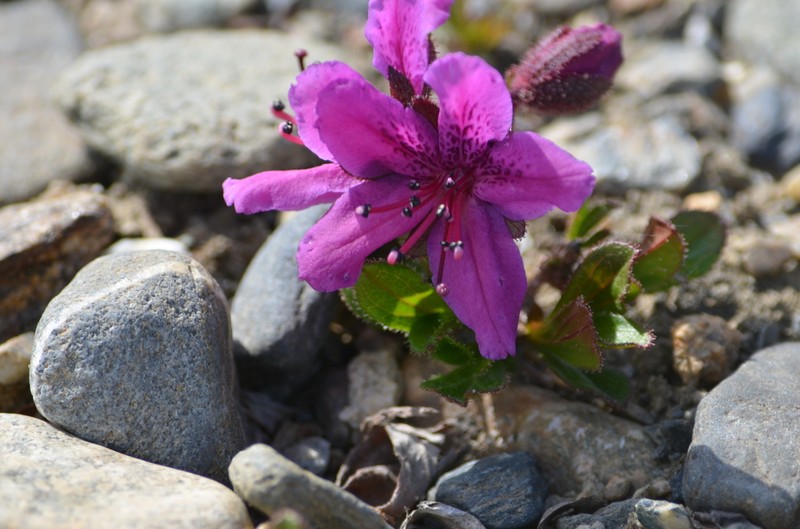 Rhododendron glandulosum photo 3