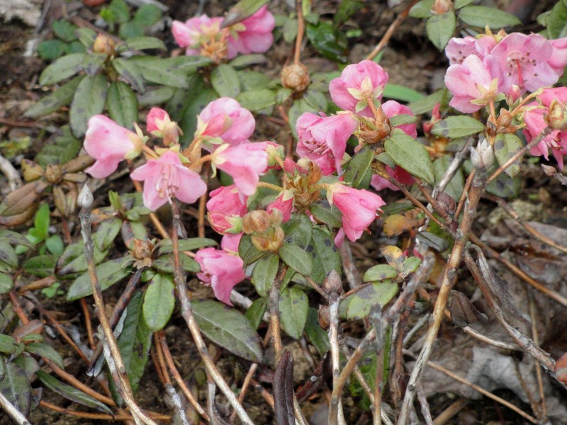 Rhododendron glaucophyllum