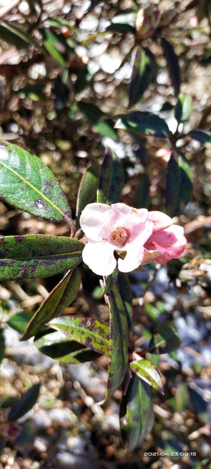 Rhododendron glaucophyllum photo 2