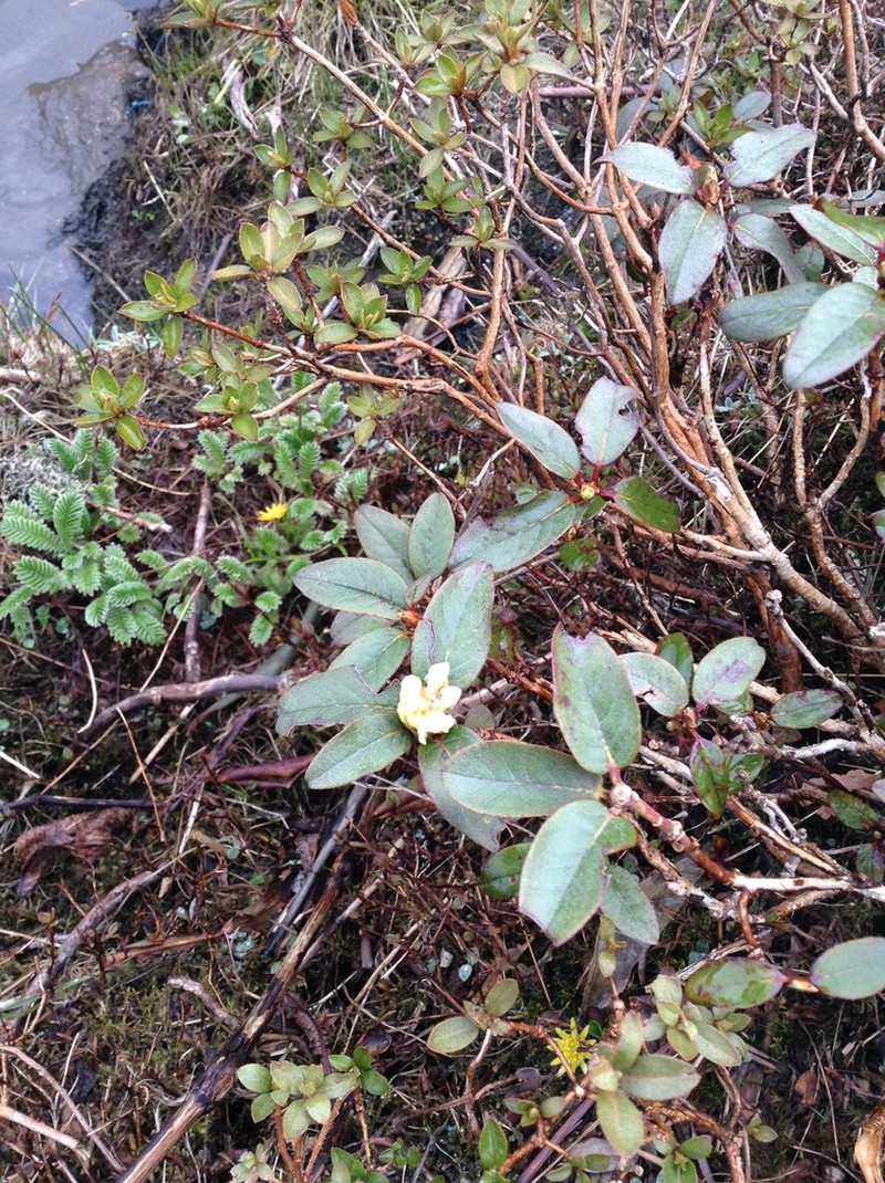 Rhododendron glaucophyllum photo 3