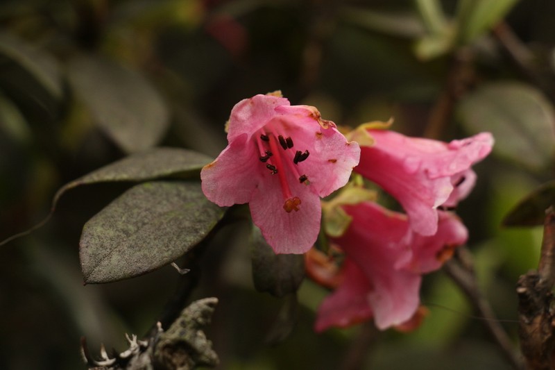 Rhododendron glaucophyllum photo 4