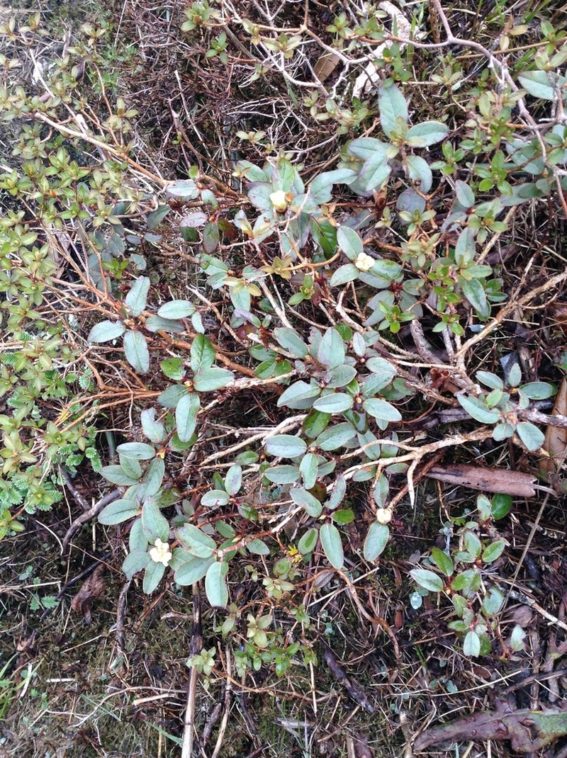 Rhododendron glaucophyllum photo 5