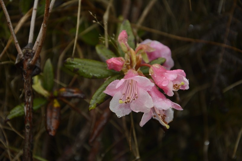 Rhododendron glaucophyllum photo 6