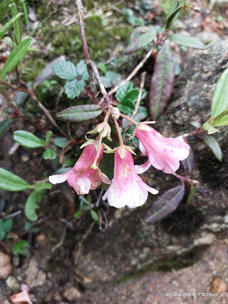 Rhododendron glaucophyllum photo 7