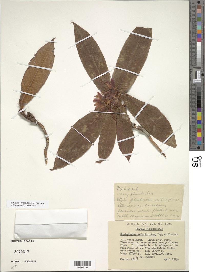 Rhododendron glischroides photo 2