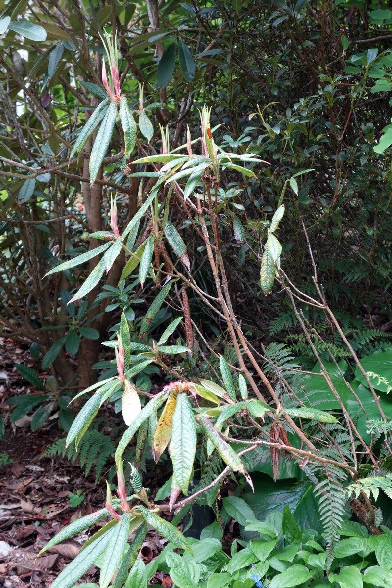 Rhododendron glischroides