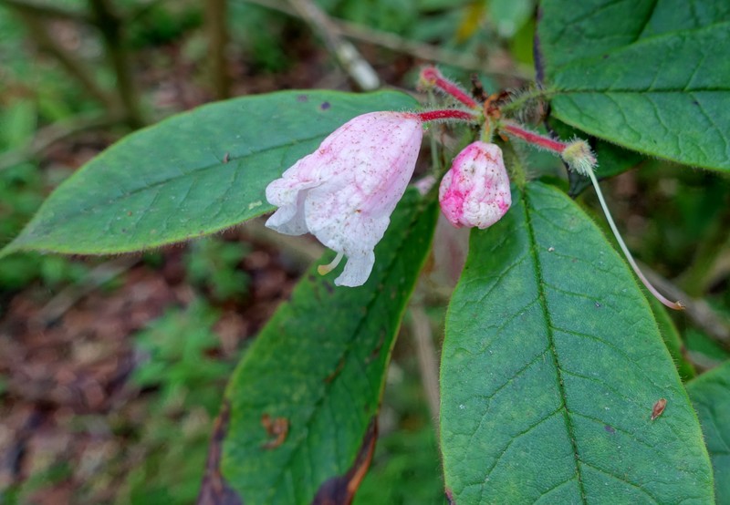 Rhododendron glischrum subsp. rude
