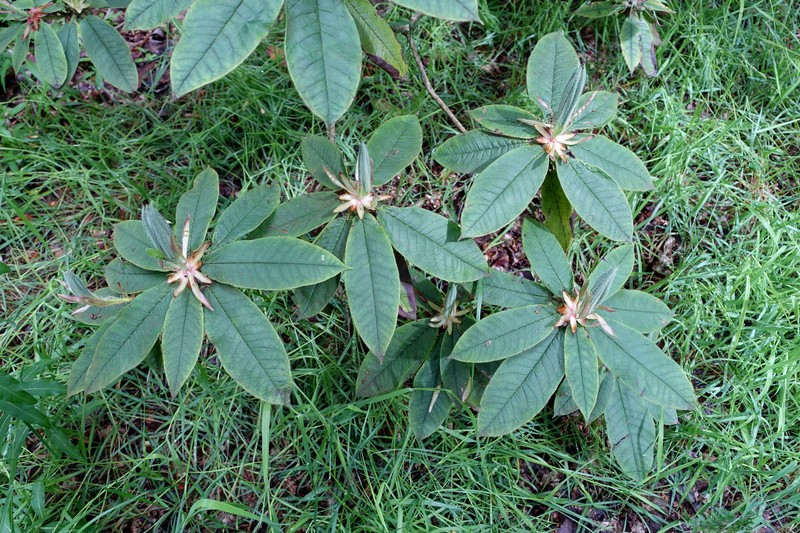 Rhododendron glischrum subsp. rude photo 3