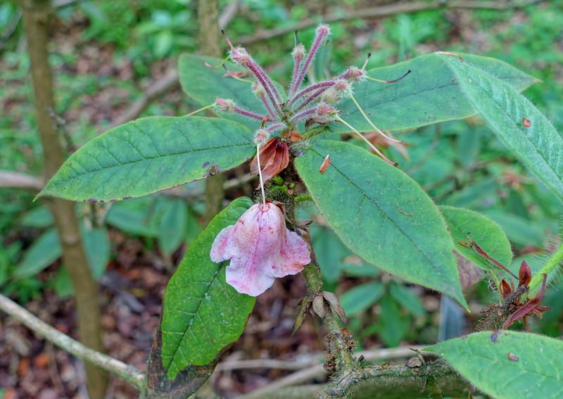Rhododendron glischrum subsp. rude photo 4