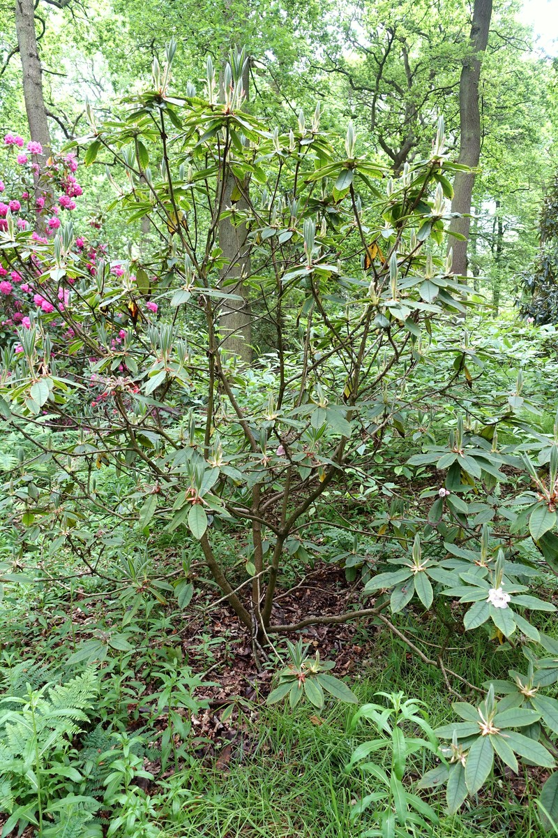 Rhododendron glischrum subsp. rude photo 5