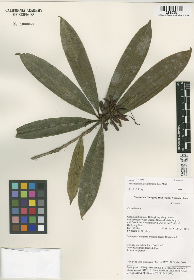 Rhododendron gongshanense