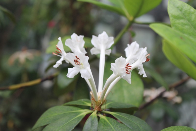 Rhododendron goodenoughii