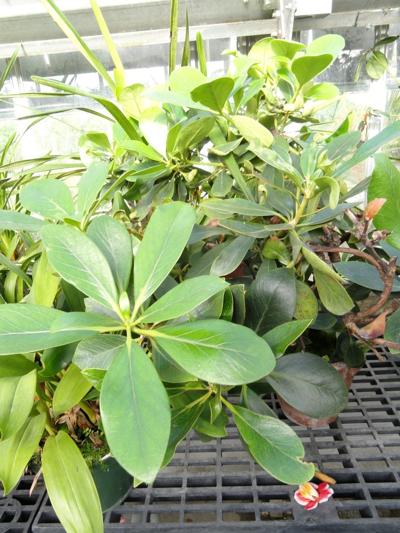 Rhododendron goodenoughii photo 4