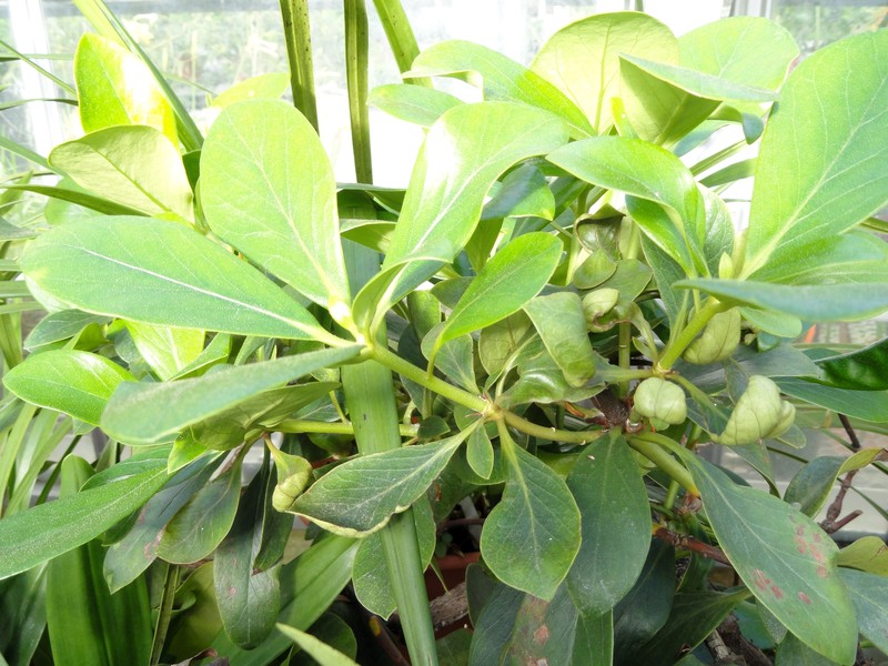 Rhododendron goodenoughii photo 5