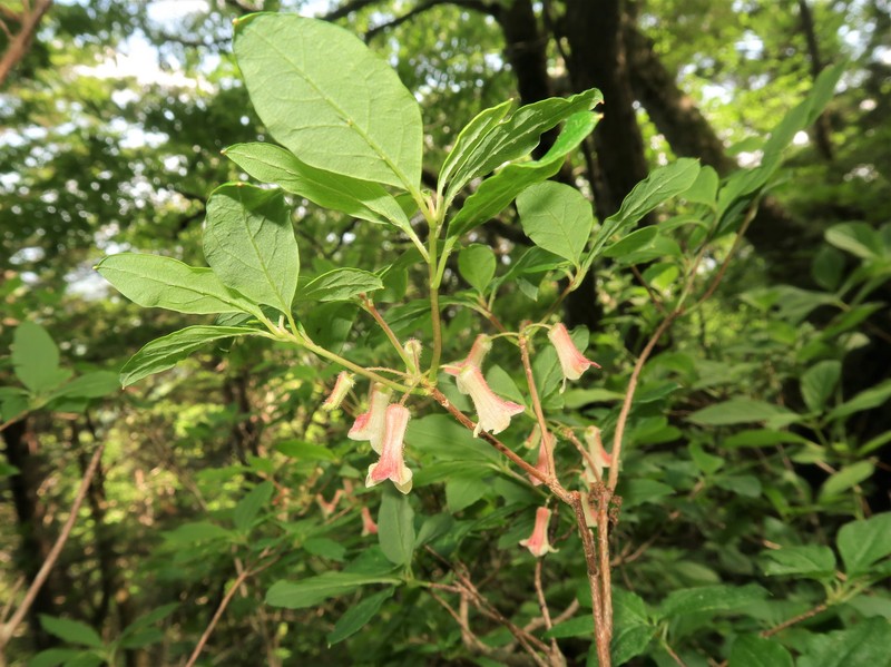Rhododendron goyozanense