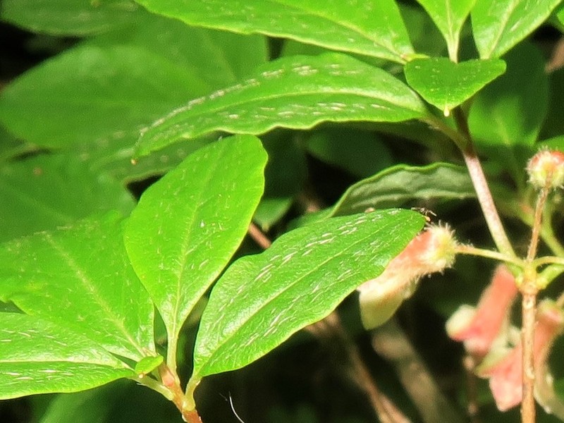 Rhododendron goyozanense photo 3