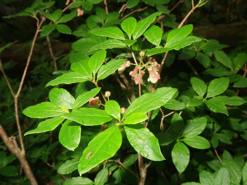 Rhododendron goyozanense photo 4