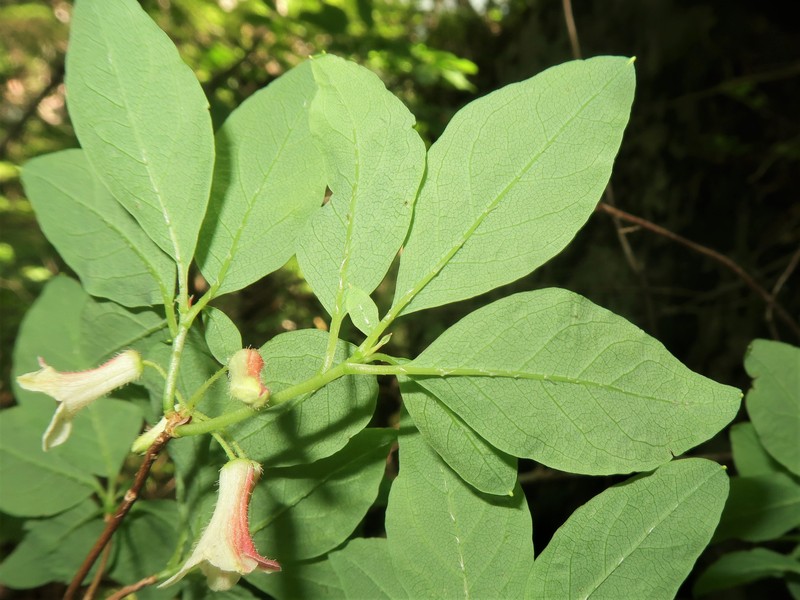 Rhododendron goyozanense photo 6