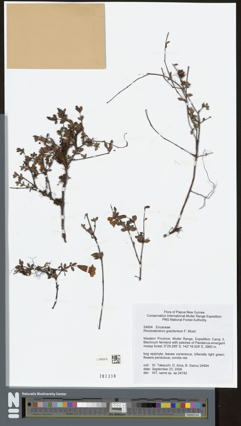 Rhododendron gracilentum photo 3