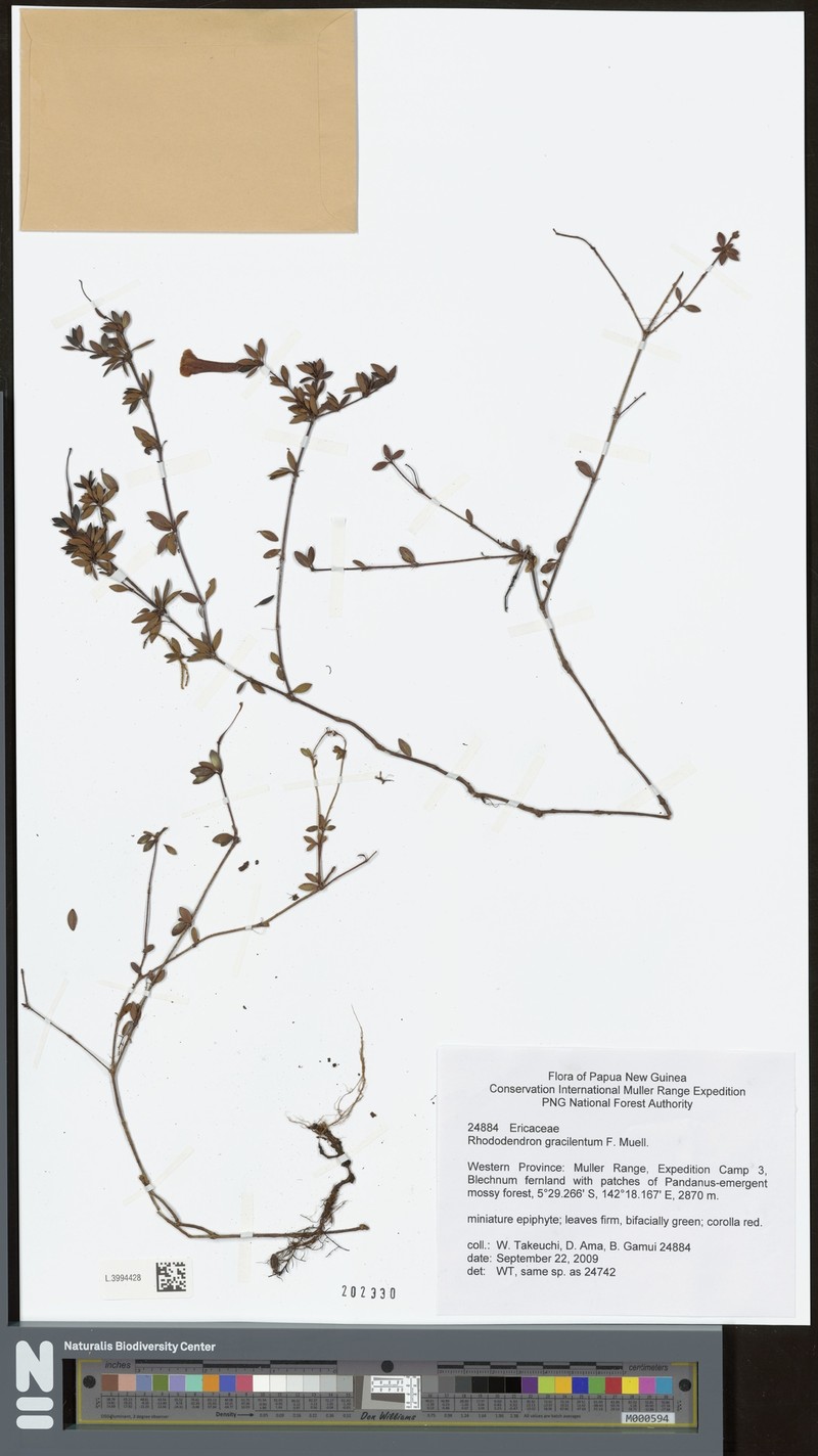 Rhododendron gracilentum photo 4