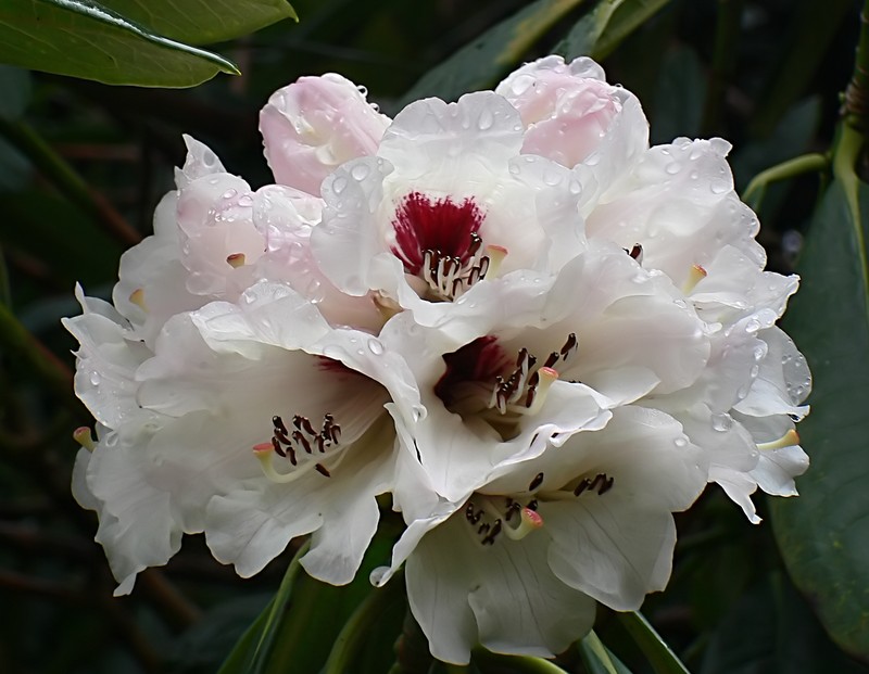 Rhododendron grande