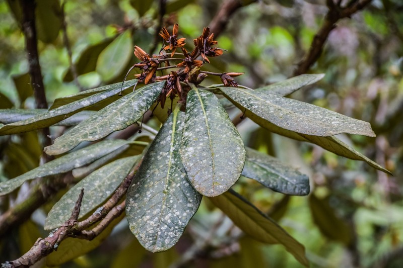 Rhododendron grande photo 3