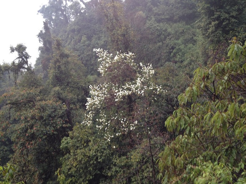Rhododendron grande photo 5