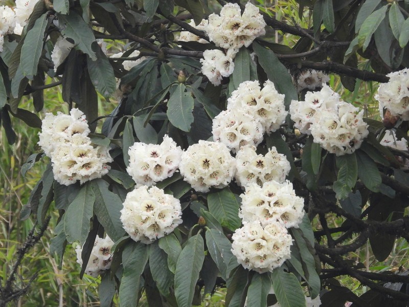 Rhododendron grande photo 7