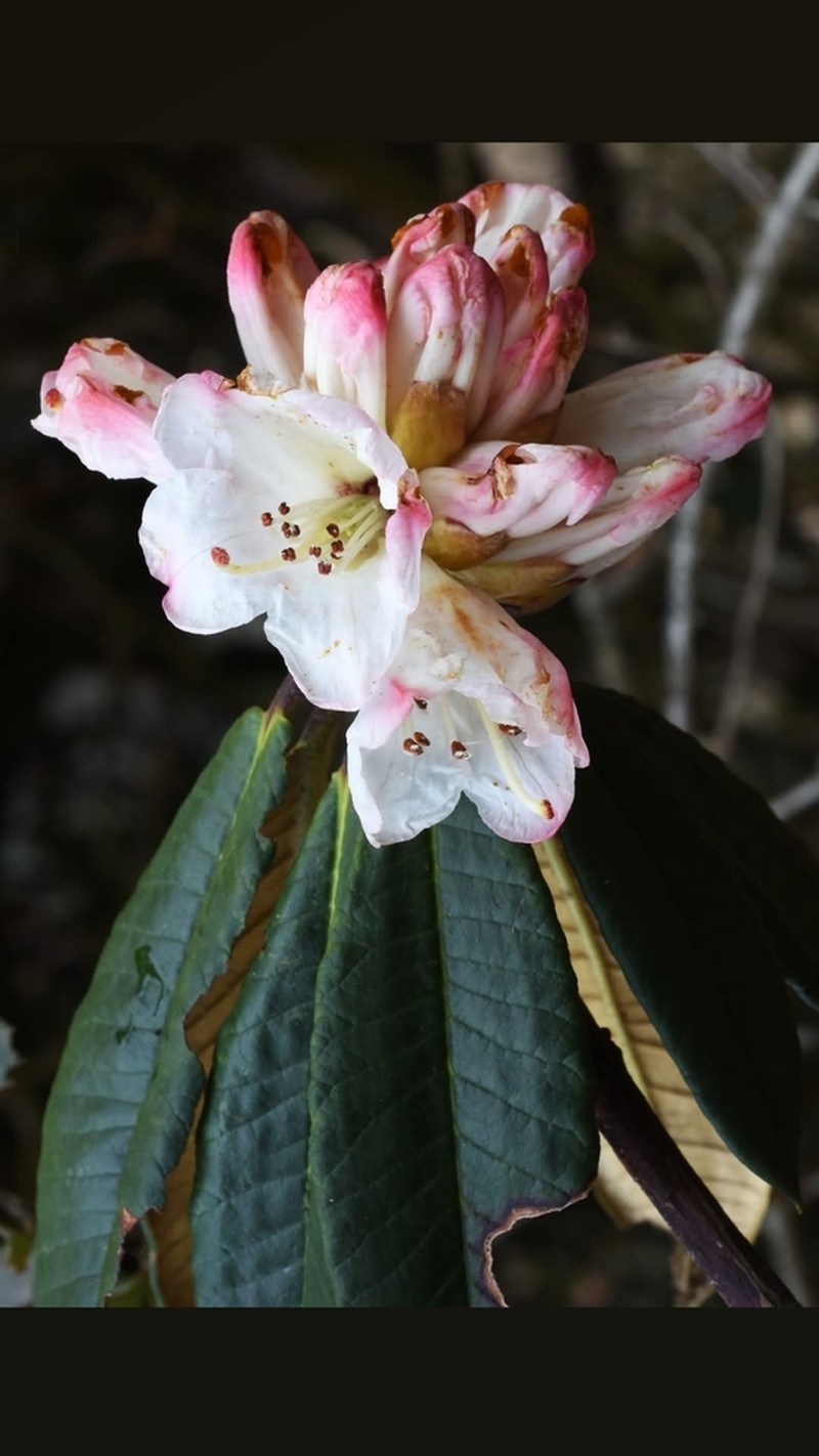 Rhododendron grande photo 8