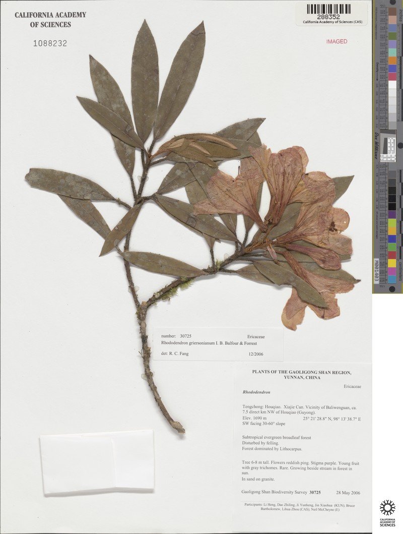 Rhododendron griersonianum photo 2