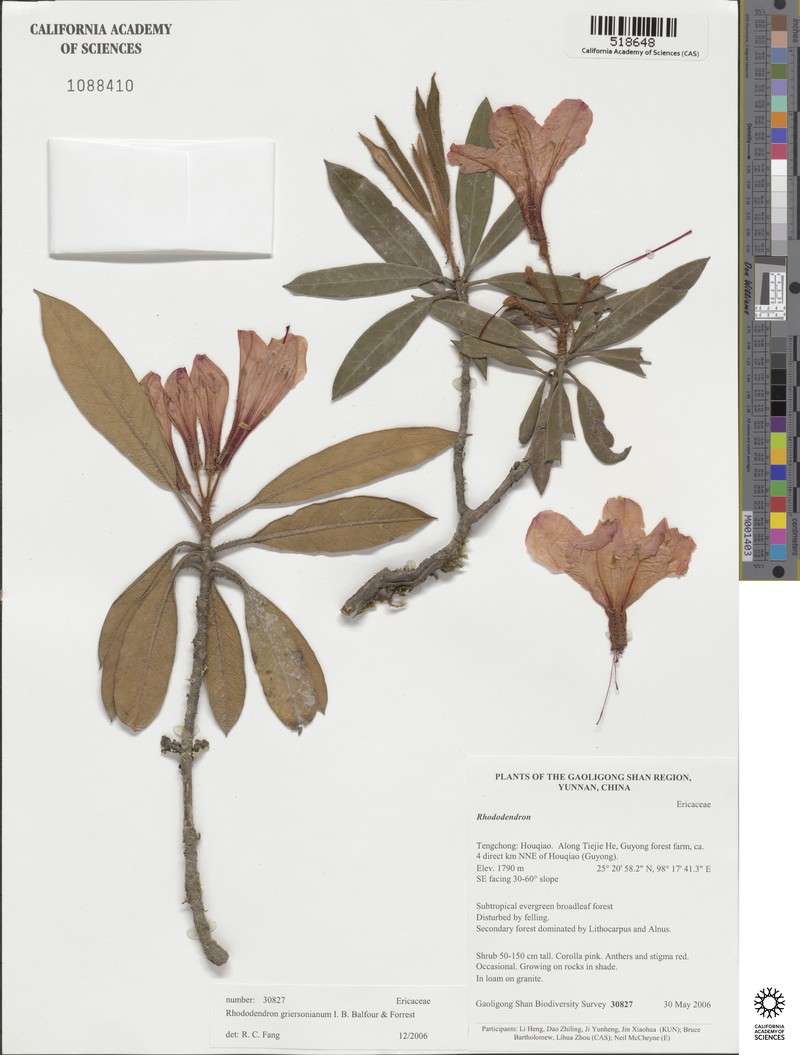 Rhododendron griersonianum photo 3